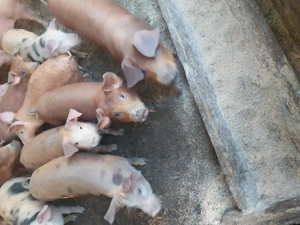 Vând purcei mănâncă uscat  - imagine 2