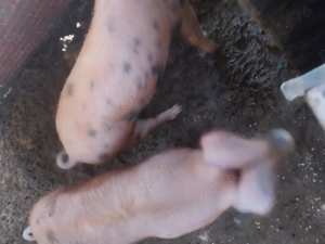 Vând purcei mănâncă uscat  - imagine 3