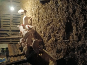 Purcei landras 8 săptămâni  - imagine 2