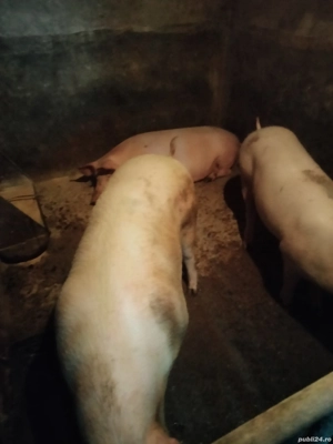 Porci grasi - imagine 2