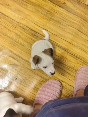 Jack Russell terrier tricolori si bicolori