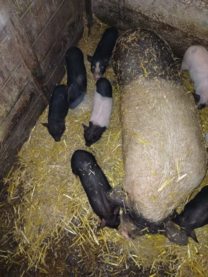 Vând purcei vietnamezi  - imagine 3