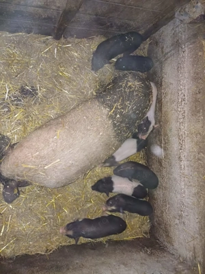 Vând purcei vietnamezi  - imagine 2