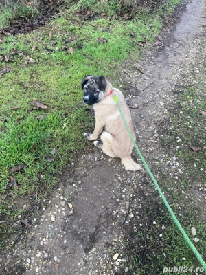 vand caine kangal - imagine 3