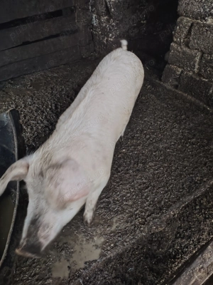 Vand soldana de aproximativ 60kg