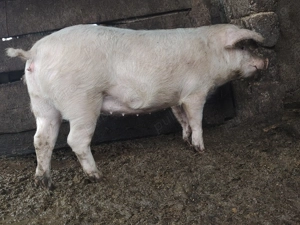 Vand soldana de aproximativ 60kg - imagine 2