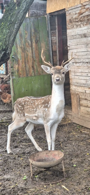 Cerb lopatar varsta 2 ani