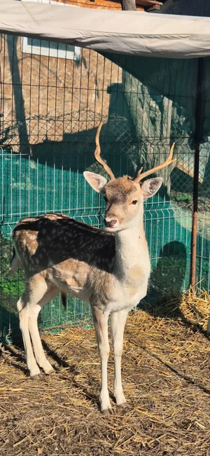 Cerb lopatar varsta 2 ani - imagine 2