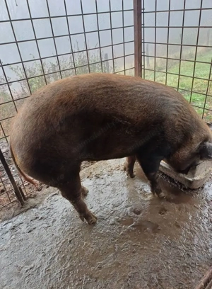 Se vinde, de tăiat porc de 260 kg sau tatai cu 25 lei kg împărțit in 4 spata si pulpa - imagine 2