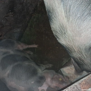 PORC si iepuri de vânzare  - imagine 3