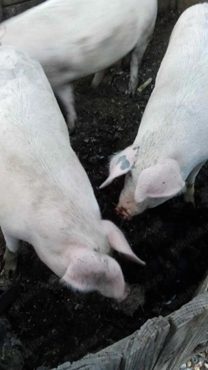 Porci mari de vanzare - imagine 2