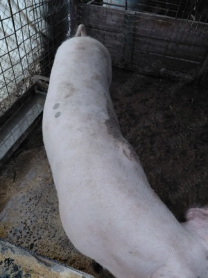 Vand porc lands 110-130 kg la 16 ron 