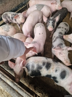 Vând purcei de șase săptămâni si mai mari la 30 35 de kg 