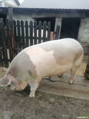 Porc sau purcea de tara aproximativ 250-260kg
