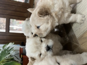 De vânzare catei chow chow  - imagine 2