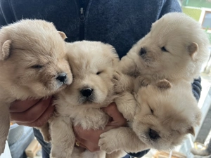 De vânzare catei chow chow 