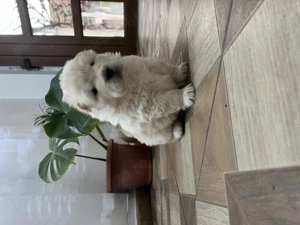 De vânzare catei chow chow  - imagine 3