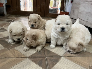 De vânzare catei chow chow  - imagine 5