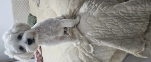 Vand catel bichon maltese - imagine 3
