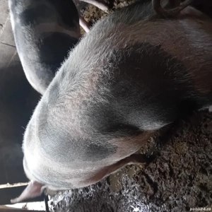 disponibil pentru cei interesați  - imagine 3