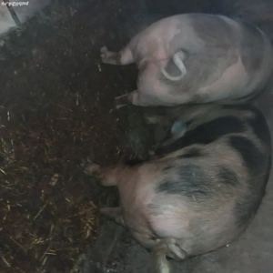 PORC si iepuri de vânzare  - imagine 4