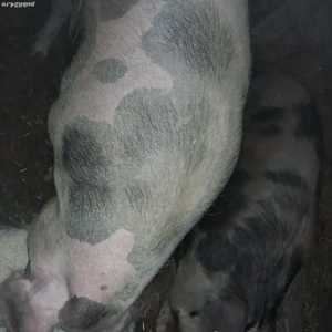 PORC si iepuri de vânzare 