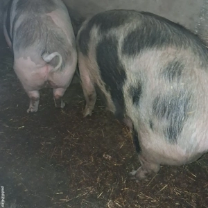 PORC si iepuri de vânzare  - imagine 2