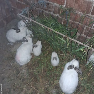 PORC si iepuri de vânzare  - imagine 5