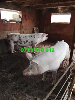Porci de vânzare ! 