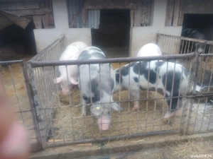 Vand Porci - imagine 2