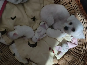 Bischon Maltez Miny Toy