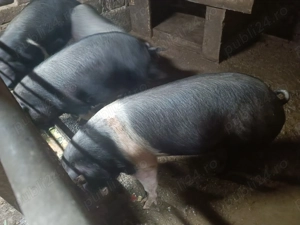 Vând porci urgent - imagine 3