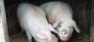 Porci mari de carne - imagine 4