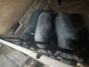 Vând porci urgent - imagine 4