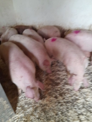 Porci de carne - imagine 2