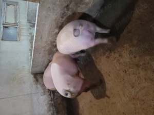 Porci tineri si foarte gustoși!