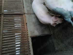 Vand porc pentru sacrificat 140-150 kg