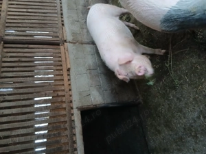 Vand porc pentru sacrificat 140-150 kg - imagine 3