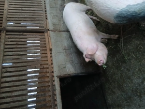 Vand porc pentru sacrificat 140-150 kg - imagine 2