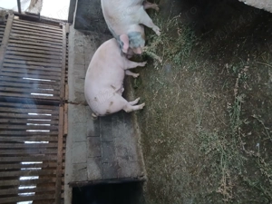 Vand porc pentru sacrificat 140-150 kg - imagine 5