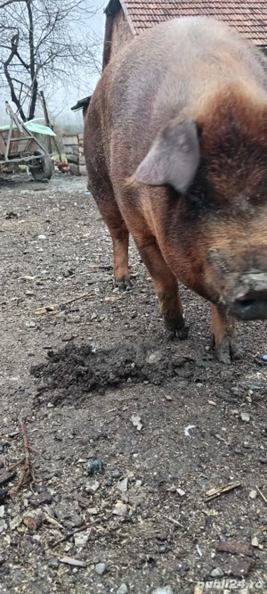 Scroafa disponibila  - imagine 2