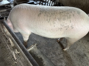 Porc pentru sacrificat - imagine 5