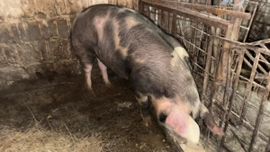 Porc gras rasa pietraine  - imagine 3