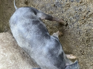 Vand pereche grasuni pietran 