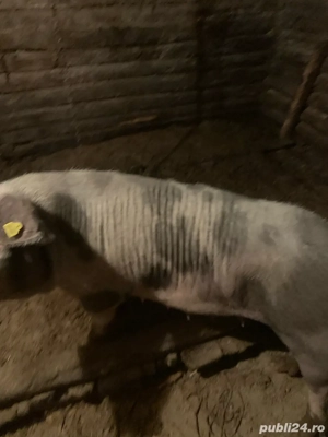 disponibil porc(purcea) - imagine 3
