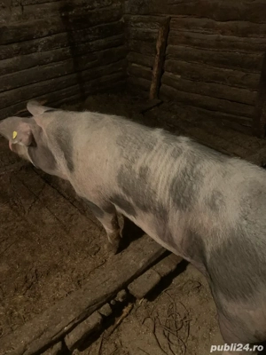 disponibil porc(purcea)