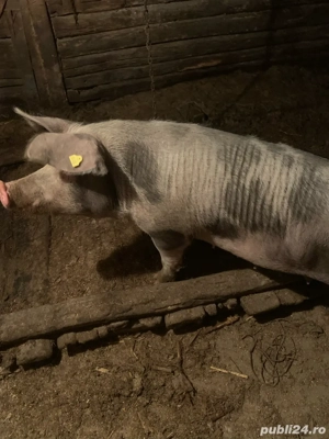 disponibil porc(purcea) - imagine 2