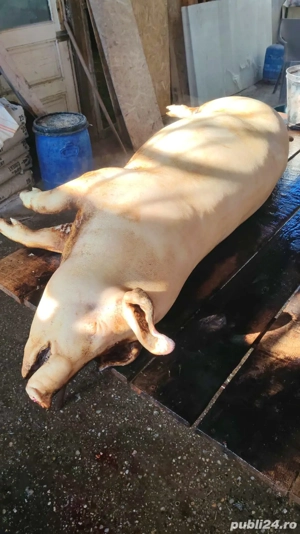 Vand carcasa porc - rasa de carne