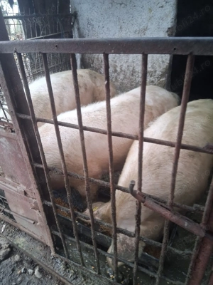 Vând porci de tăiat 