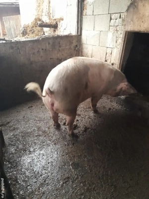 porc de sacrificat - imagine 3